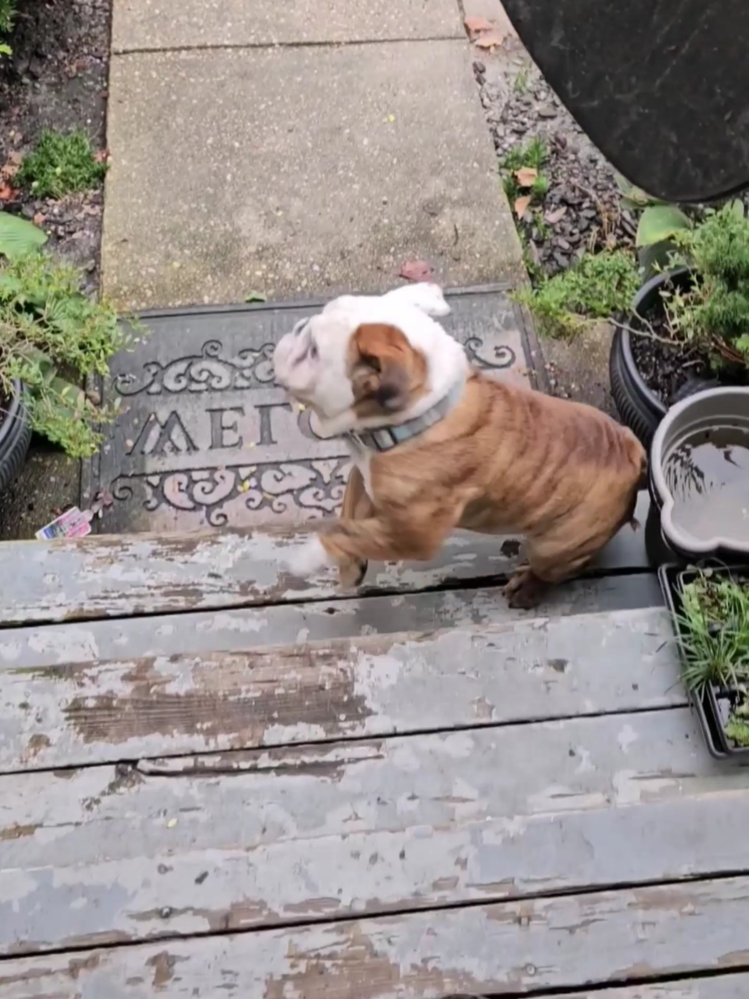 Bulldogs is beautiful cute #bulldog #englishbulldog #tiktokdogs #foruyou #viral_video