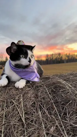 Meowdy purrtners. Jack Spicer our making sure the field is safe at sunset through ample kitten surveying and zooming. #cat #cattok #tuxedocat #catwalks #catsoftiktok #zoomies #catlover #kittycat #funnycats #cutecat #kitten #funnycat 