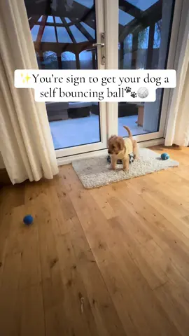 one of the best purchases, Occupied for ages😂🐶 ##dogsoftiktok##cockapoosoftiktoks##puppylove##fyp##funnytiktok##trending##foryou##dog##puppy