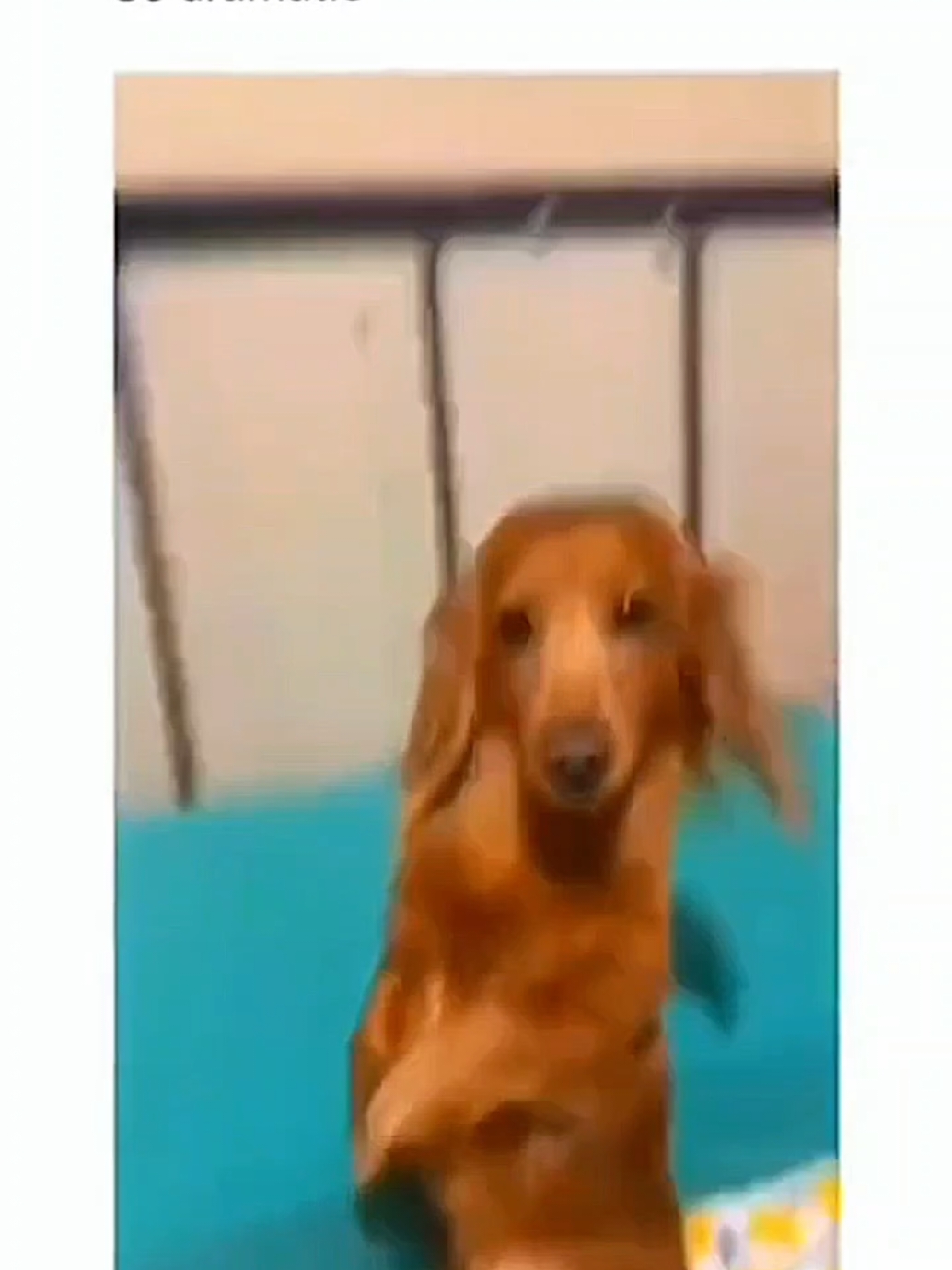 Funny and cute dogs compilation 🤣 🥰. #funnydog #funnypet #cutedog #dogoftiktok #doglover #dog 