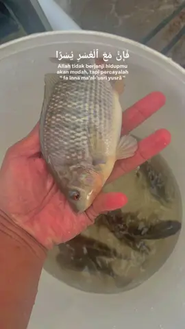 sempling DOC 45 hari 😇#bismillah #bioflokikannila #arcfishfarm #bioflok 