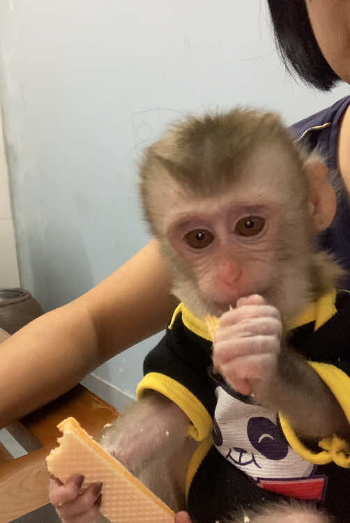 #monkeysoftiktok #cute #animal 