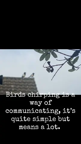 Indicates warning and communication #bird #birds #wildlife #fyp #fy #fyppppppppppppppppppppppp #magpie #magpies #black #white #two #for #joy #tik_tok #birdy #signs #warning #communicate #sing #singing #chirp #nature #mother #earth #lov #history 