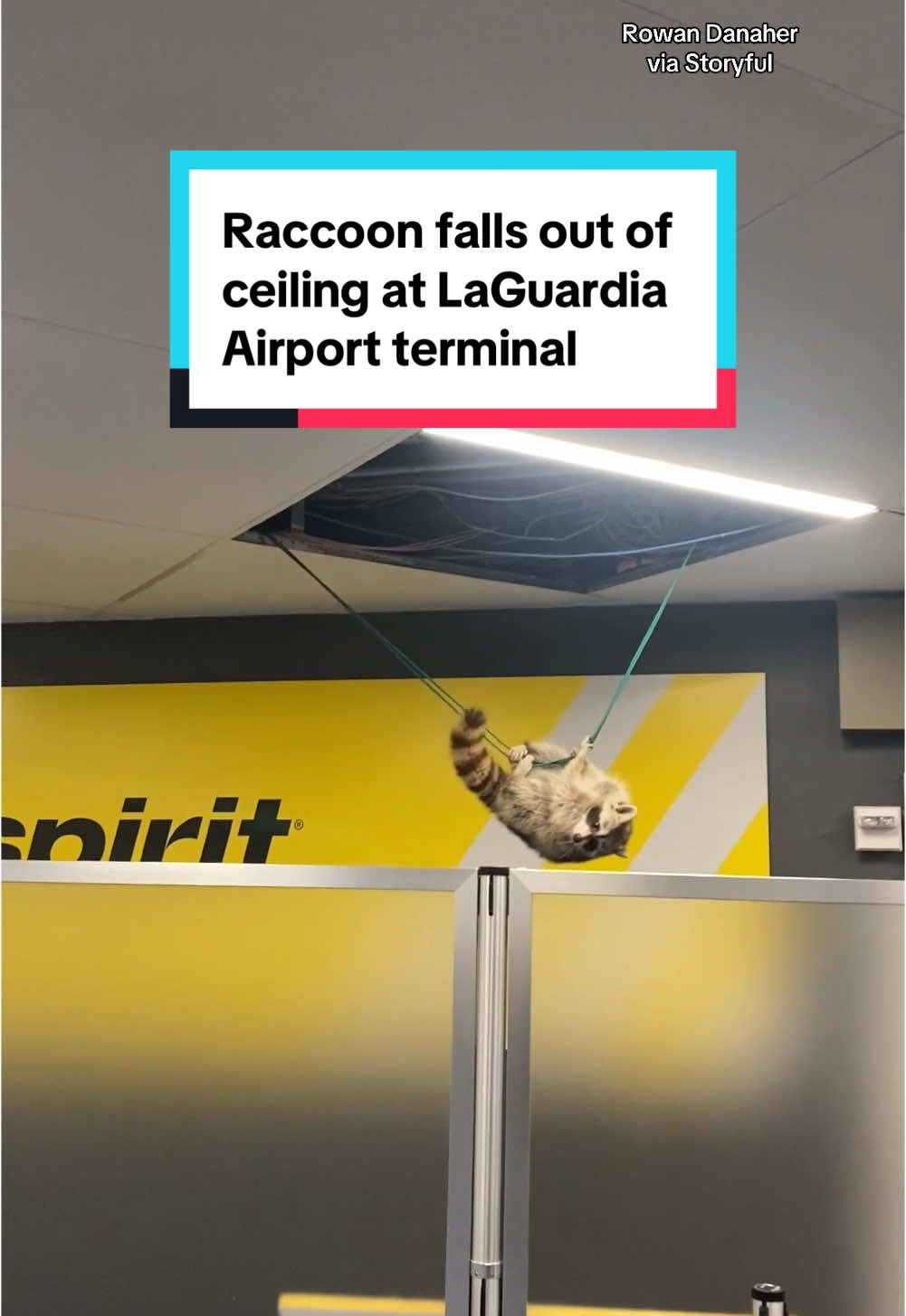 A raccoon fell out of a Spirit Airlines terminal ceiling at New York's LaGuardia Airport and hung on a wire before dropping to the floor as stunned passengers looked on. There were no injuries, and the raccoon was safely located and released outside. #raccoon #laguardiaairport #newyork 