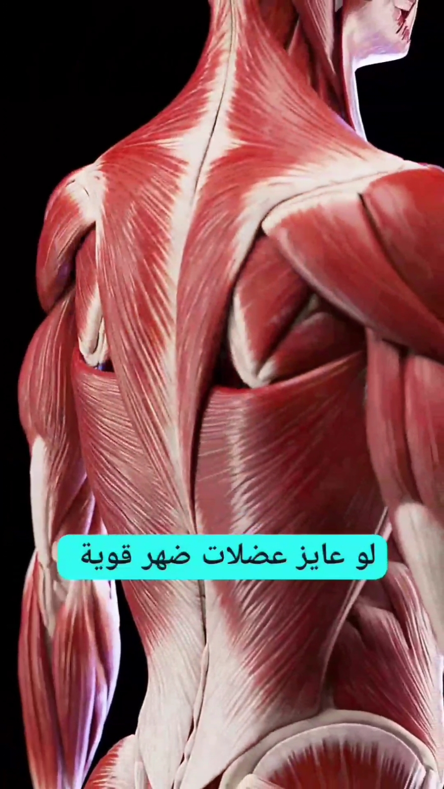 اكتشف عضلات الظهر المخفية 💪🏽 . #Fitness #workout #anatomy  #كمال_الاجسام #تدريب_شخصي  #تشريح_عضلات #bodybuilding #fitnessmotivation 