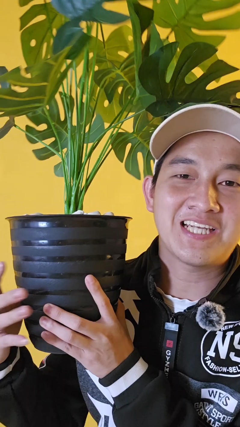 Tanaman monstera nya guys,tanamam artificial #tanamanhias #tanamanartificial #tanaman #tanamanmonstera 