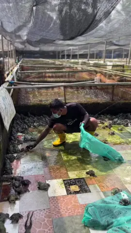 Picking the right size frogs to distribute to our buyers! Ensuring quality and satisfaction with every order.📦 #fyp #trend #trending #viral #frog #katak #farm #perak #malaysia #malaysianupdate #explore #exploremalaysia #sell #pickup #dailyvlog #DailyRoutine #dailymotivation #worklife #frogarmy #tadpoles 
