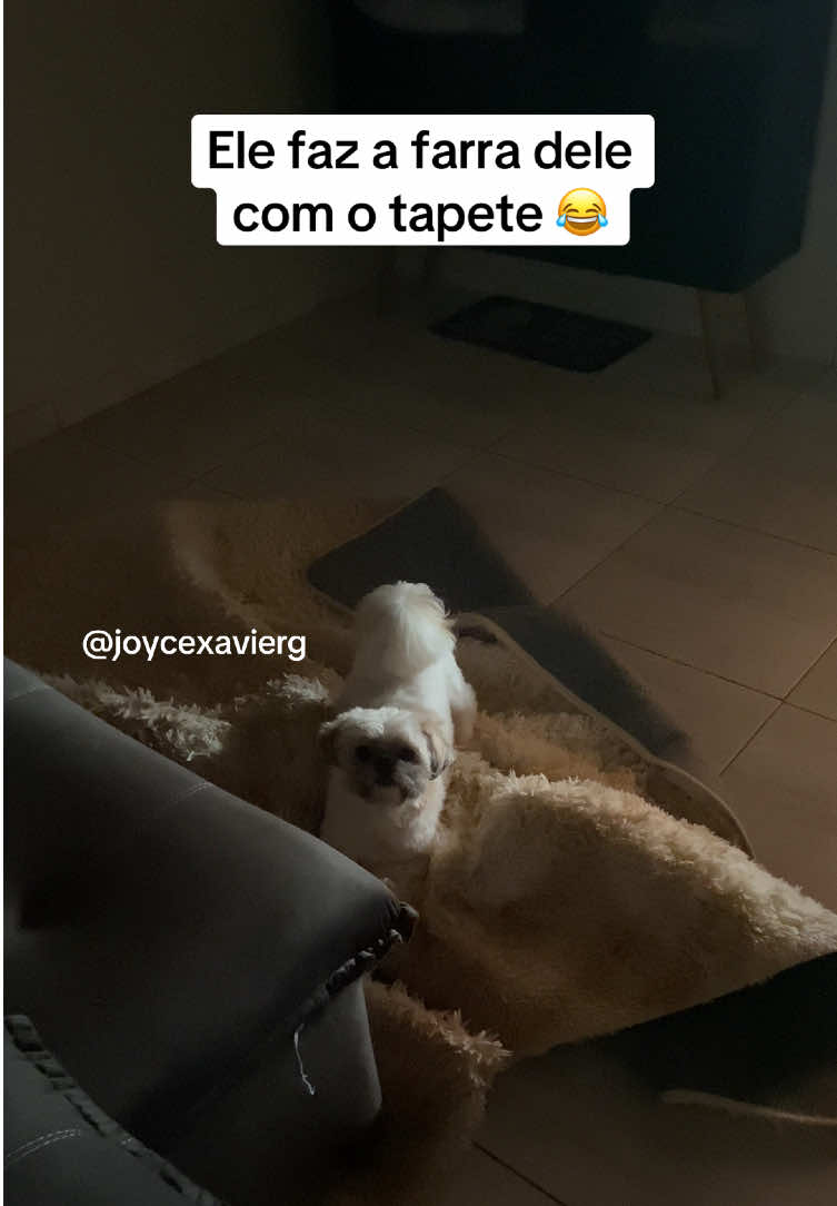 Temos um bebê revoltado aqui kkkk #maedepet #shihtzu #shitzu #pet #pets #petlover #dog #dogsoftiktok #tiktokviral #tiktok #cachorrosdotiktok #tiktokuni #cachorro #petfriendly #boatarde #tapete #bagunca 