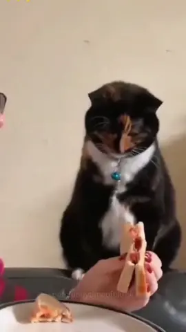 #fyp #foryou #cat #funny 