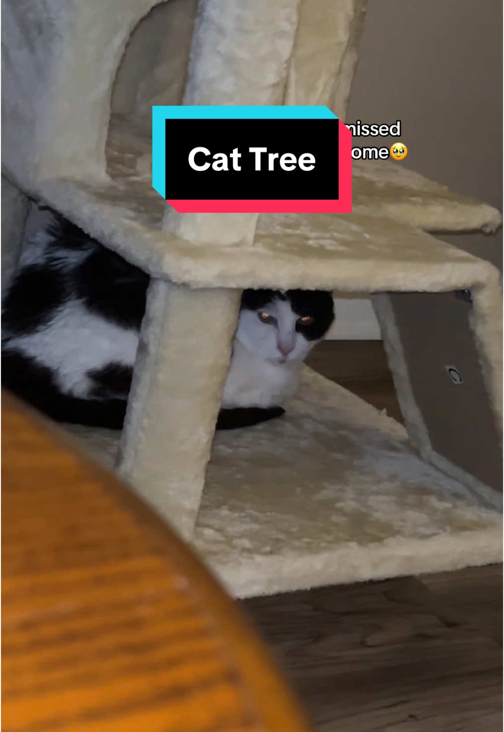 He loves his new cat tree😻 #cattree #catsoftiktok #feline #tiktokshopblackfriday  #tiktokshopcybermonday  #FallDealsForYou  #TikTokShopHolidayHaul  