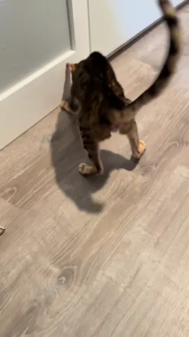 The bestest bug catcher around 🦗#bengals #bengal #bengalcat #cat #meow #animalsoftiktok #elderlycatsoftiktok #elderlycat #funny #cats #catlover #elderlycats #fypage #foryoupage #cronchy #catsoftiktok #foryou #scouse #crunchy #loudmeow 