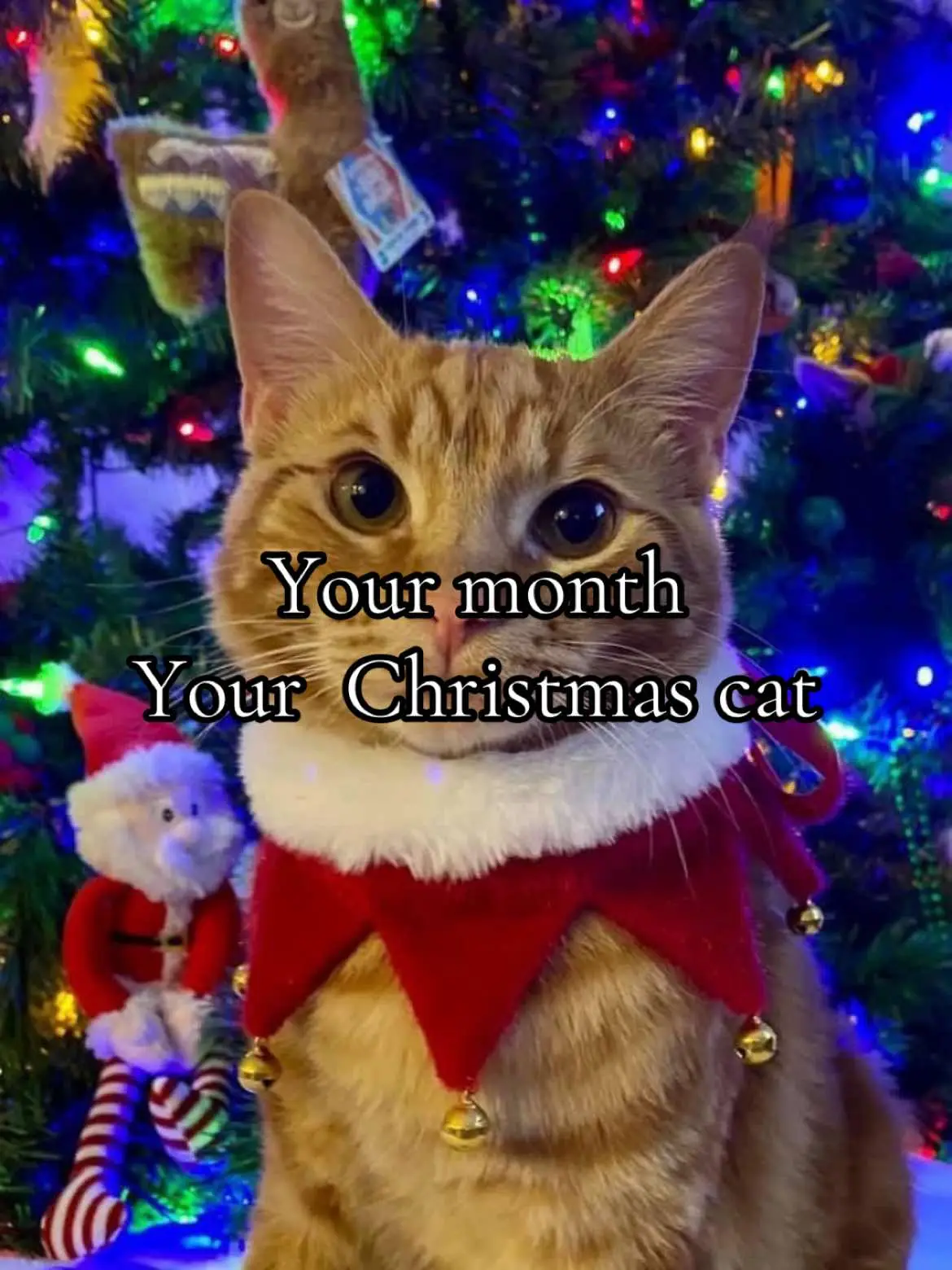 #christmas #christmascat #christmascats #cats #yourmonth #slideshow #fyp #for #kitties #cute #catsoftiktok #🎄 #itstime #winterfashion #christmastiktok 