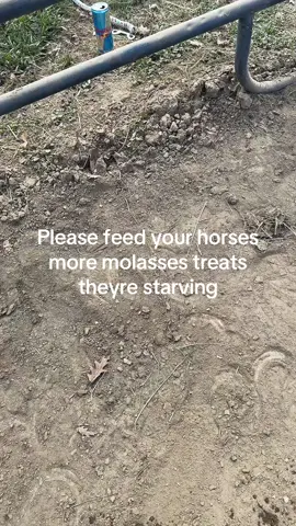 #fyp #equestrian 