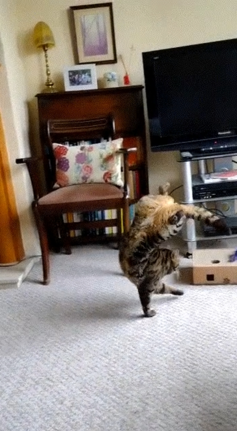 He really does prefer this way..... can walk completely normal, but chooses this way #cat #pets #funnytiktok 