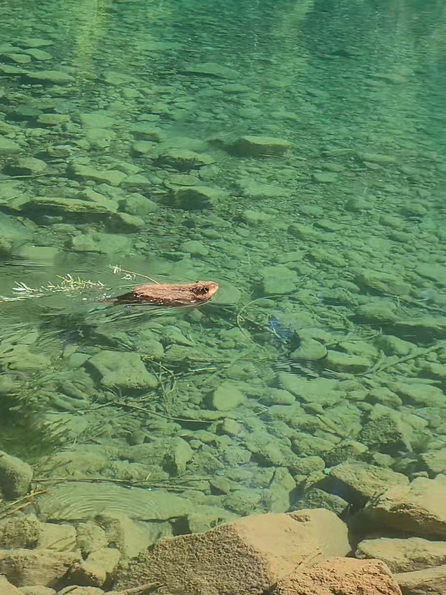 A beaver having a peaceful swim in 📍#GlacierNP 🦫 Known as the “Crown of the Continent,” Glacier is a haven for nature and wildlife enthusiasts 🥰 Send this to someone to brighten their day ☀ 🎥 @makynzie.danae #glaciernationalpark #beaver #adventureawaits #nationalpark