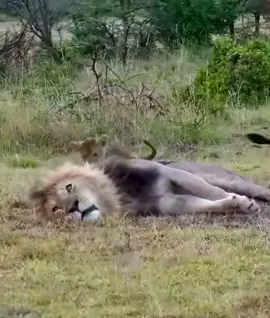 Baby Lion Trying to wake his Father #baby #lion #shorts 🦁 #safari #lions#cute #cub #babyanimals #wildife #animals #shortsfeed #shortsvideo #virl 😲🙈 💕🌲🌲 #lioncub🦁🌲🌲 🌲🌲#wildlife🌲🌲 🌲🌲#simba 🌲🌲#viralle 🌲🌲#littlesimba💓💓💞 🤨❤️!#baby🌲🌲🎄#lion🌲🌲🎄🌲🌲🎄 #virale#wildlifephotography🌲🌲🎄 #foryou🌲🌲🎄 #lions 🌲🌲🎄 🌲🌲🎄 #droidyland🤣🤣🖤🖤 #fypツ#trend #xybca #wildlifelovers❤️🌲🌲🎄 #viralvideos😭🌲🌲🎄 #حيونات_مفترسه_تمذح🤣🤣🤣🤣🤣🤣🤣🤣🤣 #الغابه🦁💙🌳،🌳، #nature 🌲#wholesometiktok🌲🌲🎄 #earthmetiktok🌲🌲🎄 #earth