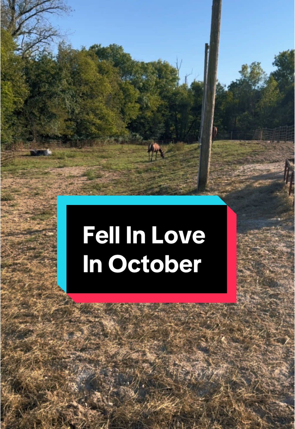 Yes, I cried seeing my girl so happy in her new home. I was so scared to move her, the unknown is terrifying, but seeing this lifted all that worry off my shoulders #horse #horsesoftiktok #october #horses #equestrian #paddock #appaloosa