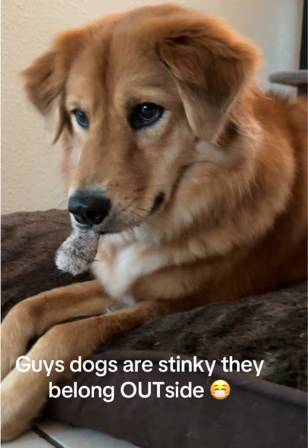 Curse the front facing camera 😾 #catsoftiktok #dogsoftiktok #dogvscat #dogandcat #tuxedocat #goldenchow #fyppppppppppppppppppppppp #petthings #puppiesoftiktok 