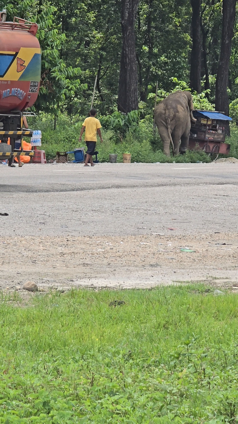 Guess this place name?? 😅😅😅😅😅😅😅😅😅😅😅 #elephant #foryou #foryounepal #nepaltiktok #goviral #dhadingmuser 