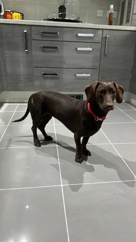 17 months of Kida 🤍 Little bit late in posting  #kida #Love #watchmegrow #puppygrowingup #kidathehalfsausage #pup #puppy #dog #puppylove 