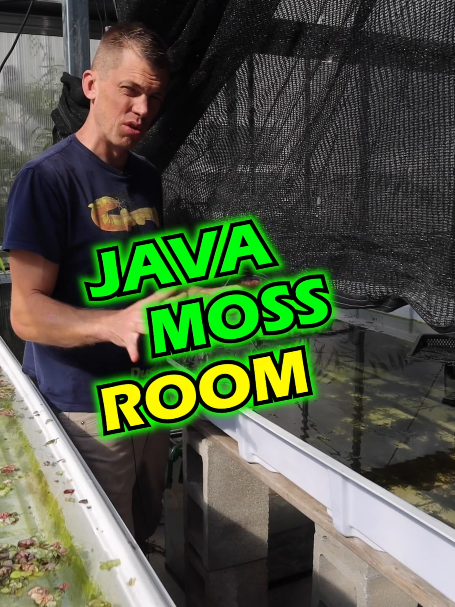 Check out the JAVA MOSS ROOM! Why is it a room? Watch and find out! Grab yourself some MEAN GREEN JAVA MOSS while we have it in stock! Shop Now! TANK ON!  #javamoss #moss #aquariummoss #fishtankmoss #aquarium #aquariums #aquascape #aquascaping #aquariumplants #scape #fishtank #freshwateraquarium #plants #plantlife #planted #plantedtank #plantedaquarium #aquascape #aquaticplants