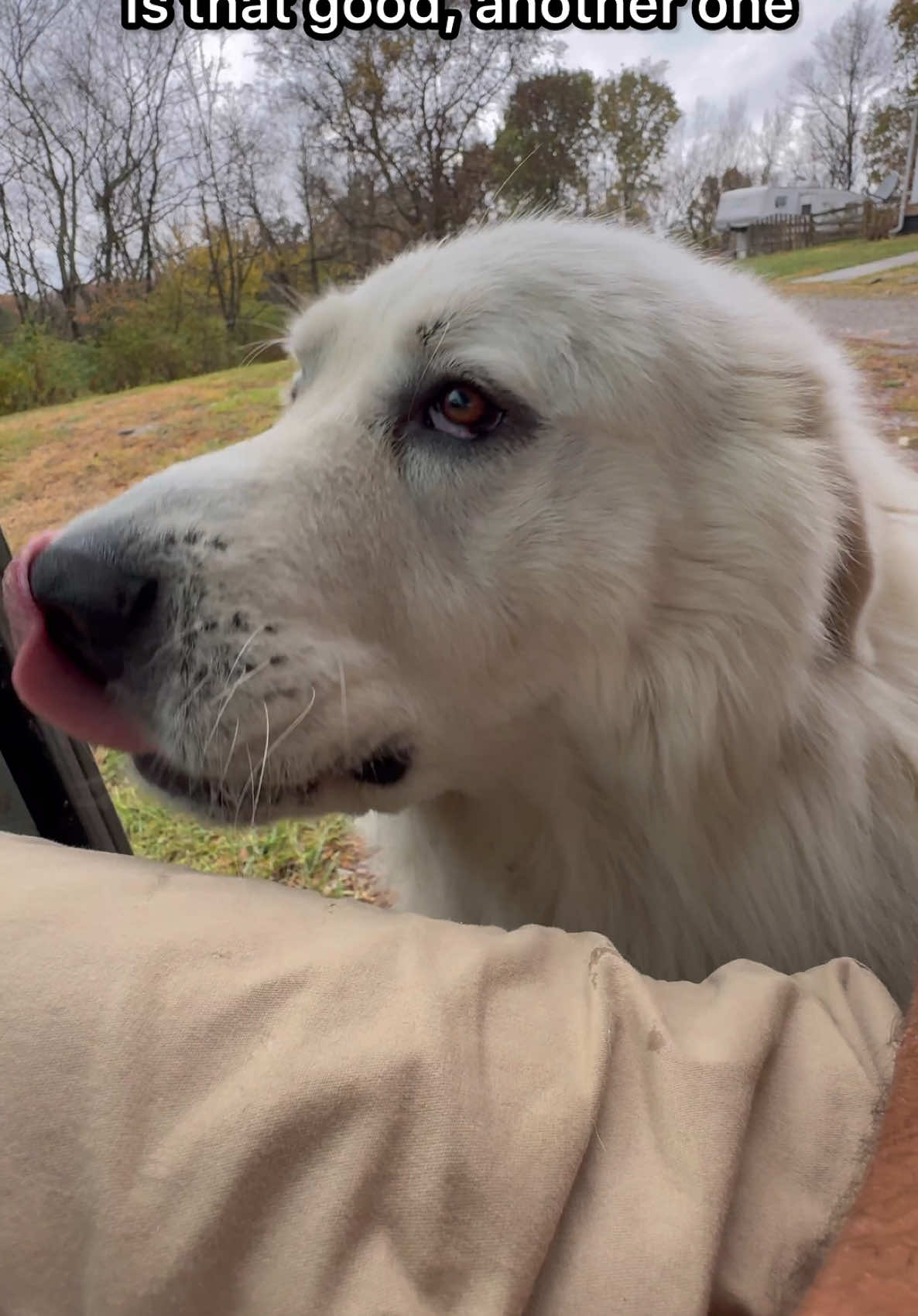 The doggos seem to like these berry treats #greatpyrenees #doggo #dogsoftiktok #dog #dogs #doglover 