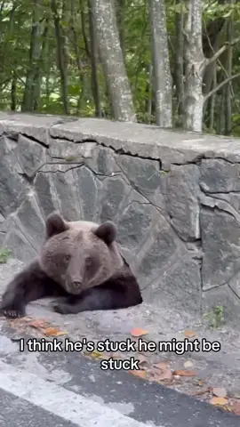 It was a trap! He was, in fact, NOT stuck! Do not feed the bears on the Transfăgărășan, no matter how much they pretend to be stranded. These furry con artists have learned that tourists can’t resist a good “damsel in distress” moment, but trust me—feeding them isn’t doing anyone a favor. This isn’t a Disney movie; it’s nature, and nature’s got rules. If you see a bear on Romania’s most iconic mountain road, keep driving. You’re not helping him out—you’re training him to beg. Romania is home to over 6,000 brown bears, making it one of Europe’s most bear-populated countries. Sadly, these encounters on the Transfăgărășan—once rare—are now almost guaranteed. But feeding the bears has consequences. They lose their fear of humans, which leads to more frequent and dangerous encounters. Not to mention, habituated bears often end up needing to be relocated or, worse, euthanized. Just last year, bear incidents in this region doubled, all thanks to tourists who can’t resist playing Mother Nature with their snacks. So, if you’re cruising the curves of the Transfăgărășan and spot a bear doing his best “woe is me” routine, resist the urge to stop. You don’t want to turn Romania’s majestic Carpathians into a bear buffet, do you? What would you do if a bear knocked on your window? Video by @TitansLegal  [Transfăgărășan, Făgăraș Mountains, Romanian Wildlife, Bear Encounters, Brown Bears, Carpathian Mountains, Romanian Roads, Mountain Drives, Bear Safety, Romanian Tourism, Bear Conservation, Human-Animal Interaction, Wildlife Management, Romanian National Parks, Wild Bears, Bear Behavior, Romania Travel, Wildlife Encounters, Road Safety, Carpathians] #Romania #Travel #Transfagarasan #BearSafety #CarpathianMountains #RomanianNature #WildlifeConservation #Bears