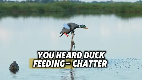 How the Animator Works With Dennis, Billy and Kyle from GatorTail #thefowlhunter #dr_duck #gatortailoutboards #animator @bbw_animator
