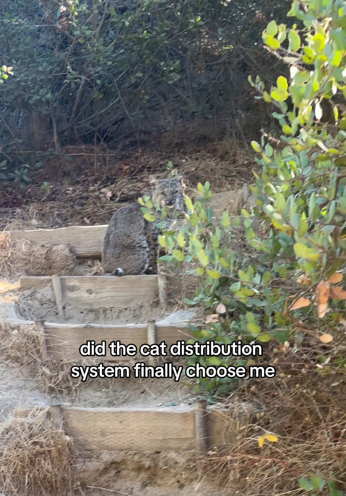 Kitty #bobcat #catsoftiktok #catdistributionsystem #thesystem #kitty #ifnotfriendwhyfriendshape #friend #losangeles #griffithpark #wildlife #joke #kitten #baby #justababy #newhome 