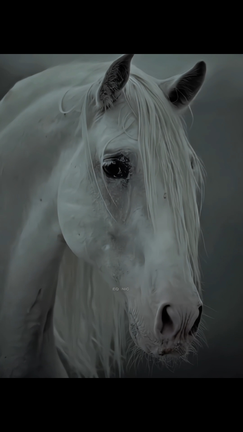 #horseedit #horsesoftiktok #whitehorse #equestrian #capcut_edit #fypviral #foryou #galloping 