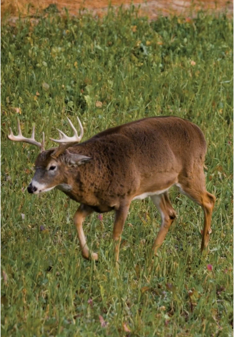 Tanner’s biggest buck ever! #minnesota #deer #bowhunting #hunting @Polaris Inc 