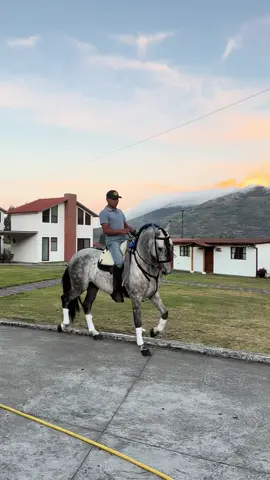Un españolito 🐴🇪🇸#caballos #caballosbailadores #caballosespañoles #musica #fyp 