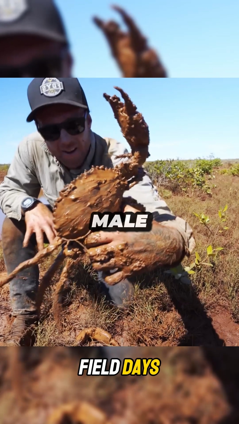 Giant CRAB catch by hand cooked on fire P7 #crab #fishing #catchandcook #camping #Outdoors #survival #fielddays #fyp 
