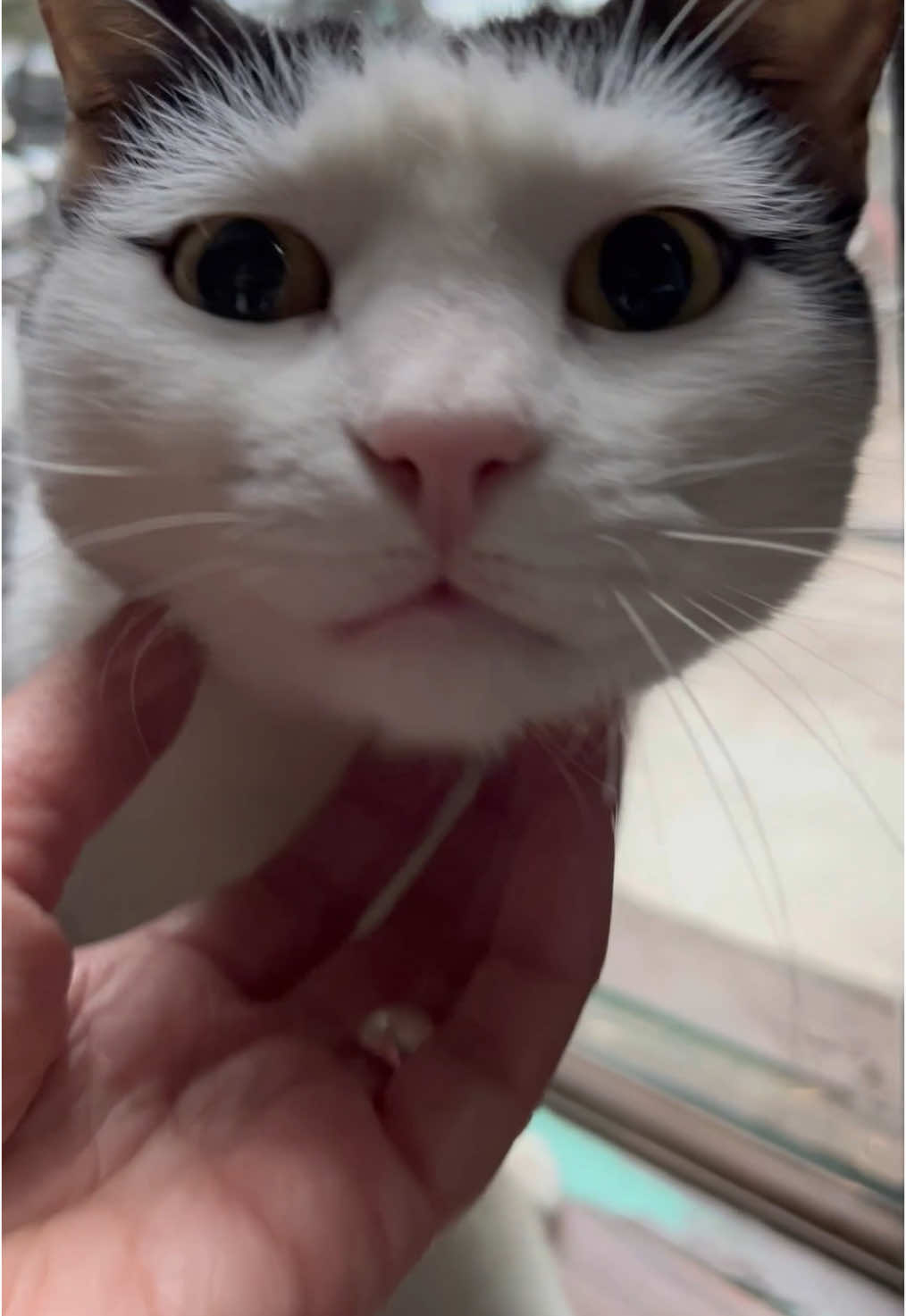 😍 Hoy pude mimar a #lagertha sin el vidrio de por medio! mi amiga hermosa del restaurante. #cat #cats #gato #gatos #gata #gatas #mimos #amor #❤️ #caricias 
