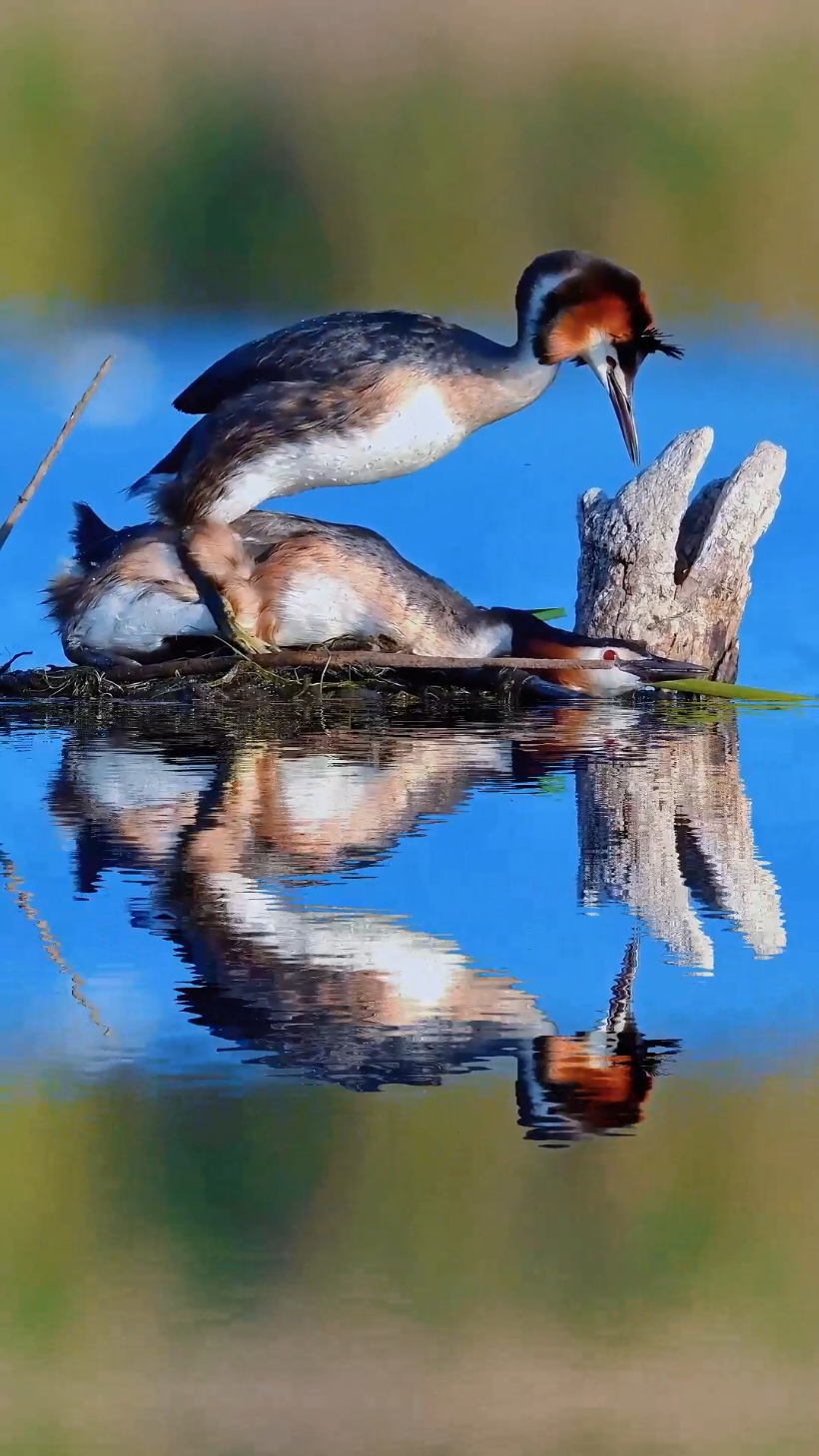 Shot by Cupid's arrow, the courting Great Crested Grebes (Podiceps cristatus).#crestedgrebes #birds 