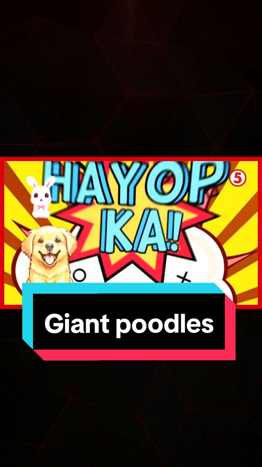 Hello to fur parents na gustong mag-alaga ng giant poodles! Paano nga ba alagaan at ingatan ang mga ito? #GudMorningKapatid #News5 #GuMKOnTheGo