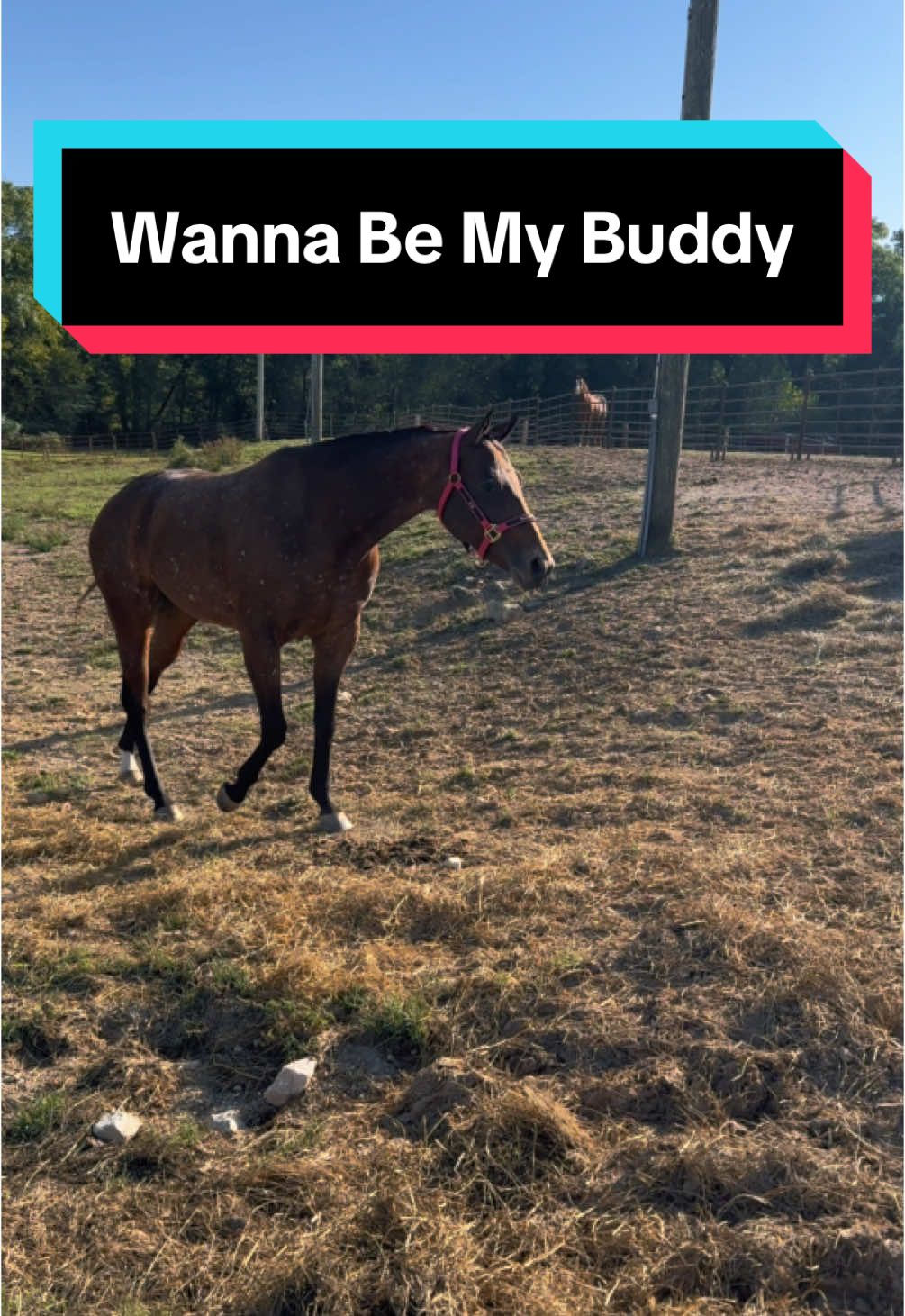 Mila making new friends #horse #horsesoftiktok #equestrian #horses #funnyhorse #buddy #newfriends