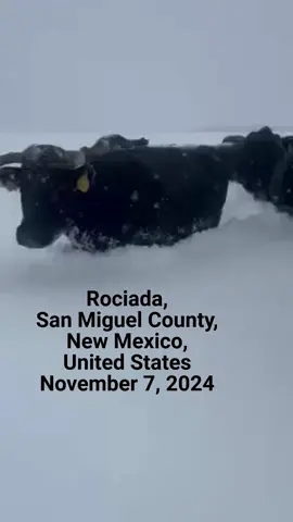 Rociada, San Miguel County, New Mexico, United States, November 7, 2024 #Rociada #SanMiguelCounty #NewMexico #UnitedStates Drifting snowfall was nearly halfway burying cattle this morning in Rociada, NM. 🎥 Lena Atencio 11/7/24  #snow #drifts #cattle #theherd #WINTER #nmwx  #snowfall #snowfalling🥶🌧  elurra, снег, snijeg, сняг, neu, neve, snijeg, sníh, sne, sneeuw, lumi, lumi, neige, snie, neve, Schnee, χιόνι, hó, Snjór, sneachta, la neve, sniegs, sniegas, Schnéi, снег, borra, snø, śnieg, neve, zăpadă, снег, sneachda, снег, sneh, sneg, nieve, snö, кар, сніг, eira, שניי, ձյուն, qar, তুষার, 雪, 雪, snow, બરફ, हिमपात, Hmong daus, 雪, ಹಿಮ, қар, ព្រិល, 눈, ຫິມະ, മഞ്ഞ്, बर्फ, цас, မိုးပွင့်, हिउँ, ତୁଷାର, واوره, ਬਰਫ, برف, හිම, барф, பனி, మంచు, หิมะ, kar, gar, برف, قار, qor, tuyết, ثلج, שֶׁלֶג, berf, برف, sneeu, በረዶ, chisanu, snow, shelegi, lehloa, chando, baraf, theluji, ikhephu, egbon, iqhwa, nieve, niyebe, hau, salju, oram-panala, salji, hukarere, kiona, salju, neĝo, nèj New Mexico governor declares emergency as western #winter #storm leaves thousands without power #Winterstorm #ALBUQUERQUE #Colorado  Up to 30 Inches of Snow Forecasted for Colorado, New Mexico A powerful winter storm is currently dumping snow across The Four Corners region of the country.