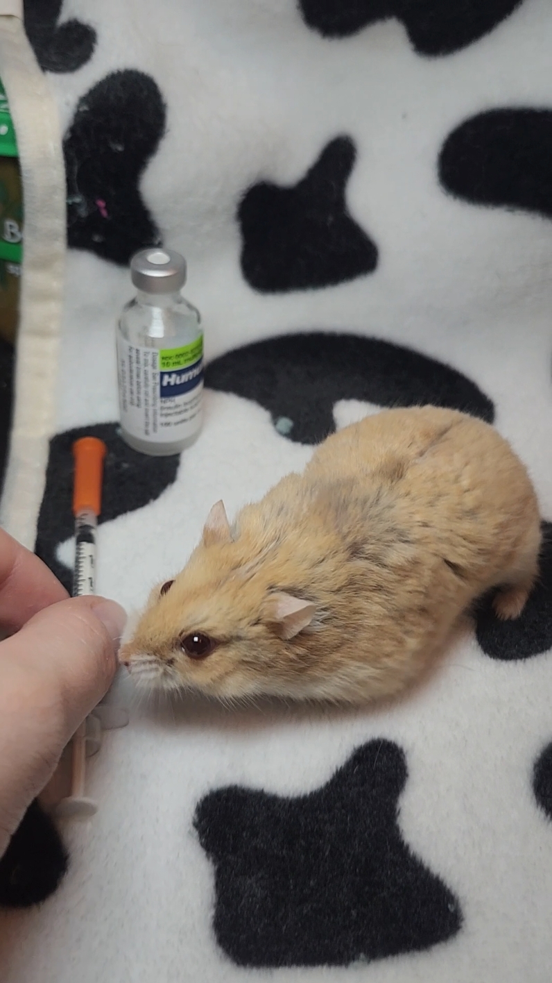 She's just a girl 😪✨️💉 ~ Meet Sweet Tea, our sanctuary hamster.🍹She is diabetic which means she needs a special diet and insulin shots with careful monitoring. This means she will be staying with us for the time being. 🧡 To learn more about Sweet Tea, vist Happy Horizon Hamster Haven! ~ . . . #hamster #hamsters #hamstersoftiktok #rescue #smallpets #smallpetrescue #adopt #adoptdontshop #foster #animalrescue #happyhorizons #hamstercare #hamstercage #adoptable #adoptablehamster #sweettea #dwarfhamster #donate #Cincinnati #vet #diabetes #smallpetcare #fypシ #fyp #cute 