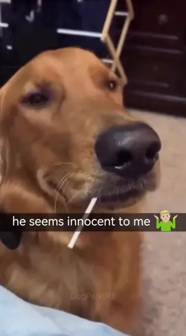 Innocent dogs 👀😭☠️😂 #dog #dogsoftiktok #fyp #foryou #funnyvideo #funnyanimals #funnypets #pet #usa_tiktok 