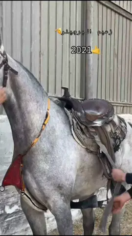 #زعيم_البرجينو♥️ #الخليل #الحاره_التحتا #خيل_وخياله🐎🖤ماشاءالله_اللهم_بارك🧿♥️ #صلوا_على_رسول_الله🤲🕋 