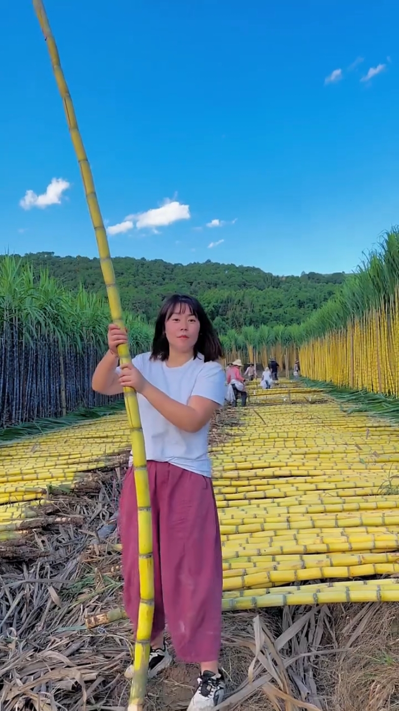 Rural farming life and harvesting activities from farmers #life #harvest #nature #top #pineapple #sugarcane 