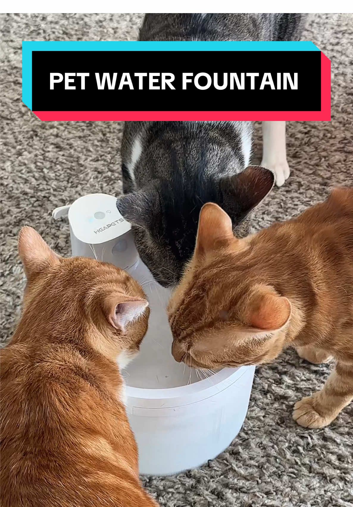 One of my favorite pet purchases ever 😻💦 #waterfountain #petwaterfountain #catwaterfountain #catwater #tiktokshopblackfriday #tiktokshopcybermonday #spotlightfinds #heapets  #blackfridayearlydeals #blackfridaydeals #blackfriday #tiktokshopholidaydeals #tiktokshopnewarrival #spotlightfashion #SuperBrandDay #holidaygiftguide #holidaygift #superbrandday #water #petfountain 