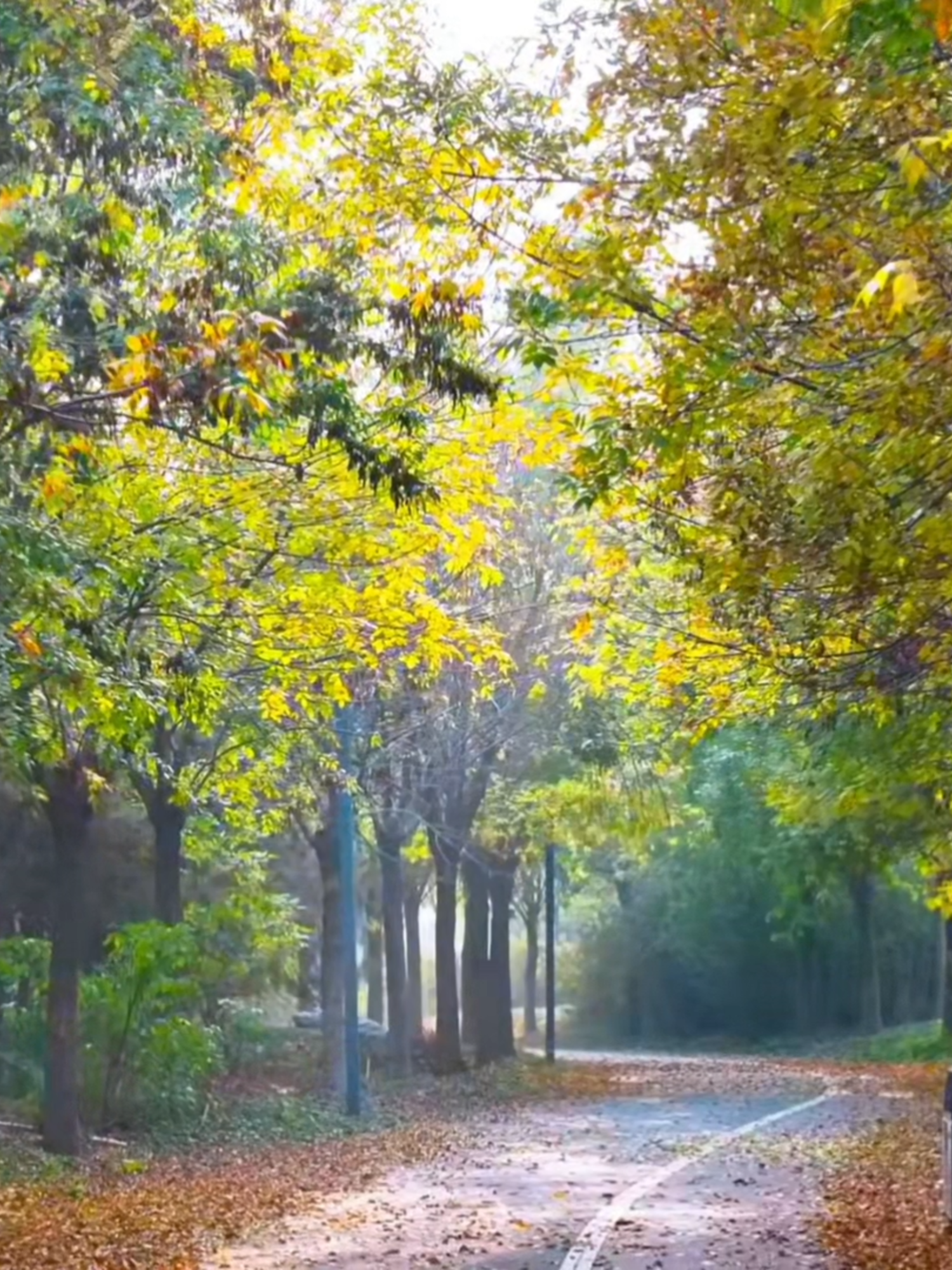 Immerse yourself in autumn’s beauty at Tianjin’s Dongli Lake. Stroll by the lake as golden and crimson leaves dance in the breeze, with their colors mirrored on tranquil waters. With sunset’s glow and ripples stirred by passing birds, find a moment of peace and fulfillment amidst this stunning autumn scene. #FallinTianjin