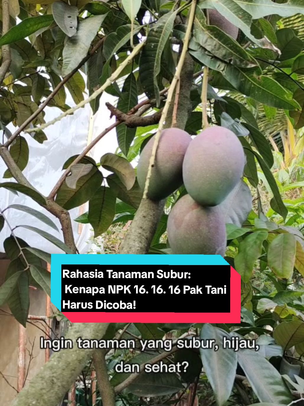 RAHASIA TANAMAN SUBUR!! mau tau kenapa NPK 16. 16. 16 PAK TANI jadi pupuk andalan petani sukses? Yuk, simak rahasianya di sini! Tanaman lebih subur hasil panen melimpah!! #petanimilenial #petaniindonesia🇮🇩🇮🇩🇮🇩🌿🌿 #npkmutiara #npk161616rusia #fyp #fypシ #fyppppppppppppppppppppppp 