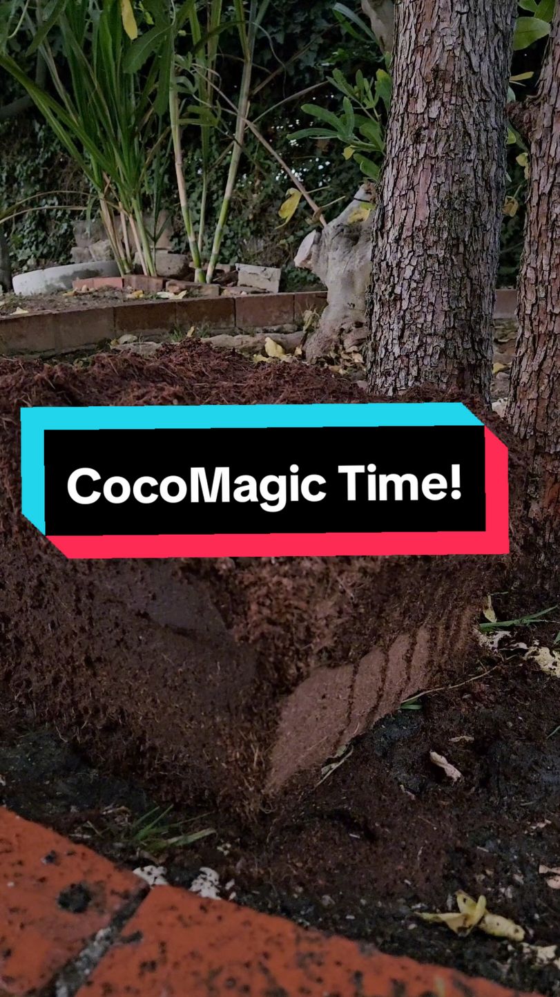 From brick to soil magic! 🌱 Just add water to expand this coco coir brick for the perfect plant base—moisture, aeration, and eco-friendly goodness all in one. #CocoCoir #Hodiax #GardenMagic #SoilPrep #EcoFriendly #PlantCare #WaterRetention #GreenThumb #GardeningTips #OrganicGardening #SustainableLiving #HealthySoil #BackyardGardening #IndoorPlants #SoilExpansion #GardenHacks