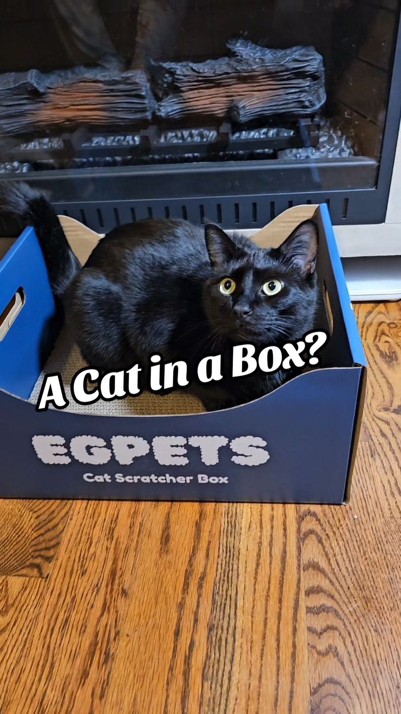 I have never met a cat that didn't love a good box, especially one with a scratcher at the bottom.  #cats #catsoftiktok #catscratcher #catbox #PetsOfTikTok #catmom #catmomlife #tiktokshopblackfriday #tiktokshopcybermonday 