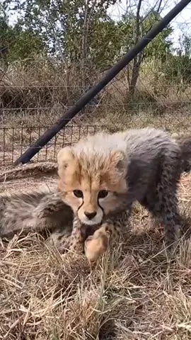 Just the cutest faces in the world here to brighten your day #lionwhisperer   #lion  #lionrescue  #wildanimals  #cheetah  #cheetahcubs  #tranding #v 