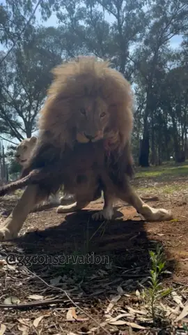 Every lion feed is almost predictable. Thulani goes first. Luna does a twirl 😂 and Snowdrop wants to bite the hand that feeds her. #lionfeeding #nonprofitorganization #lionsanctuary 