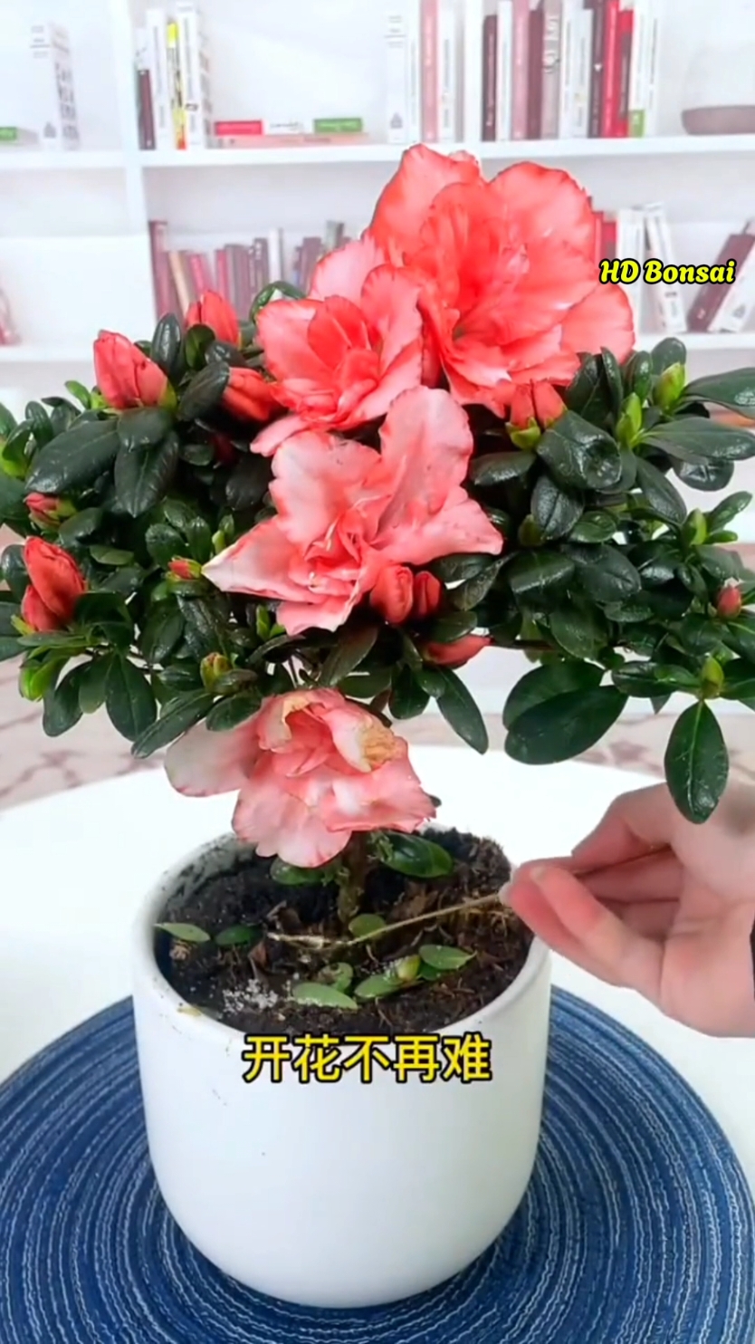 Vài cách đơn giản để chăm sóc hoa #dammecaycanh #hdbonsai #chamsochoa 